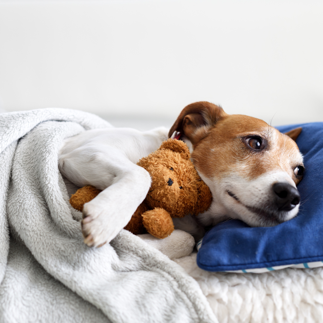 1 Hour MedBed Session for Pets | Rolla, MO
