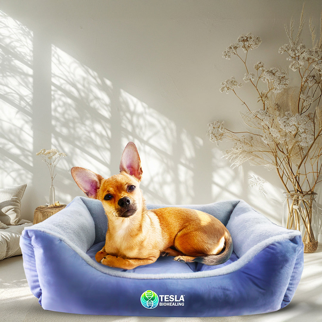 PawRenew Pet Bed