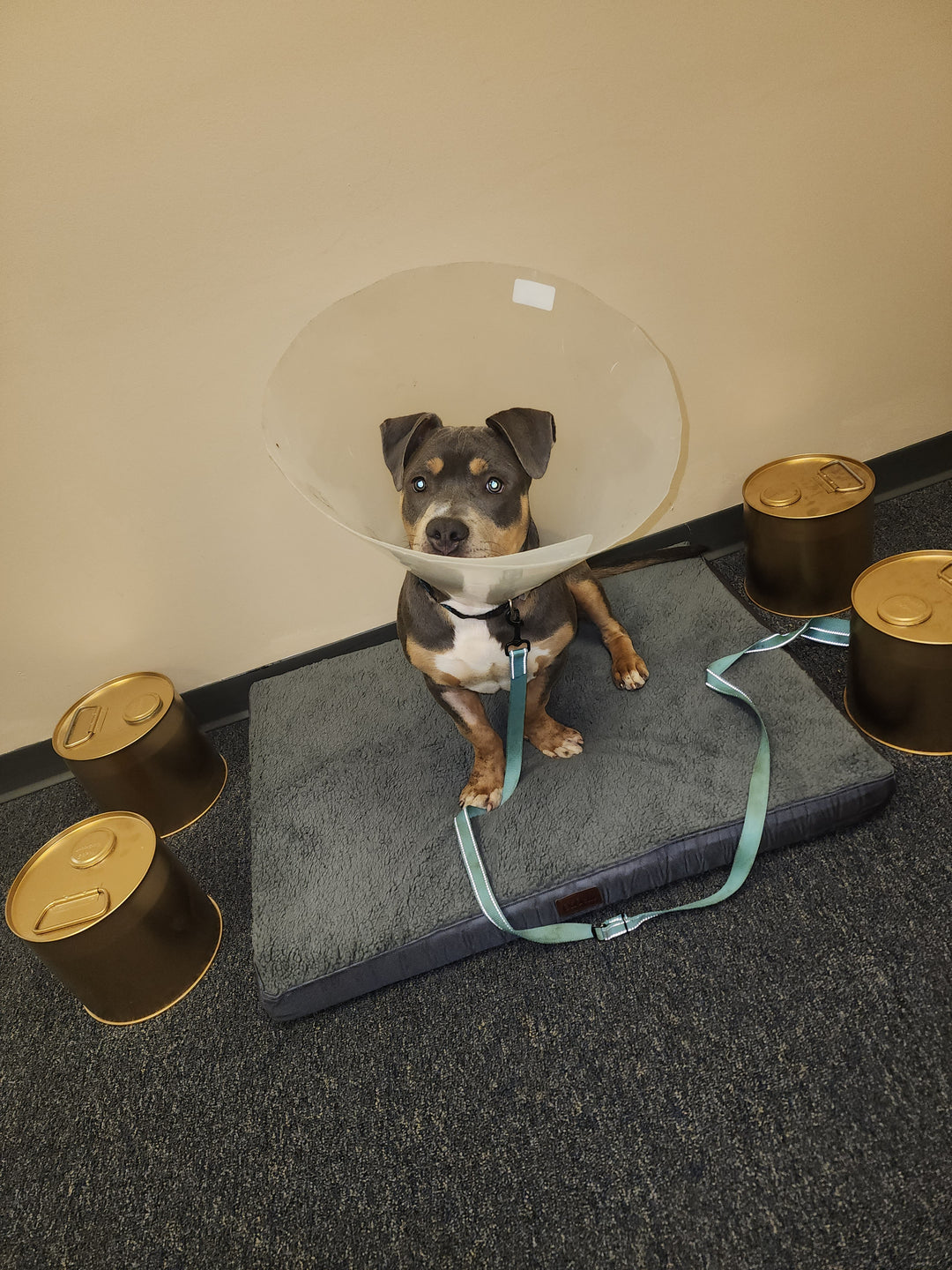 Additional Fee: Bring Your Pet (2hr, 4hr, or 6hr Cellular Recharge Sessions Only) | Milford, DE