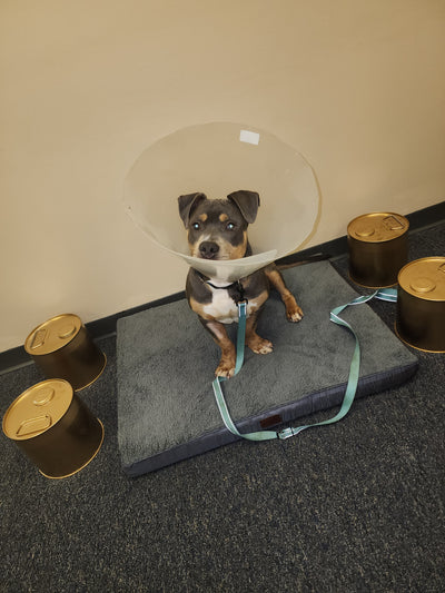 Additional Fee: Bring Your Pet (2hr, 4hr, or 6hr Cellular Recharge Sessions Only) | Milford, DE