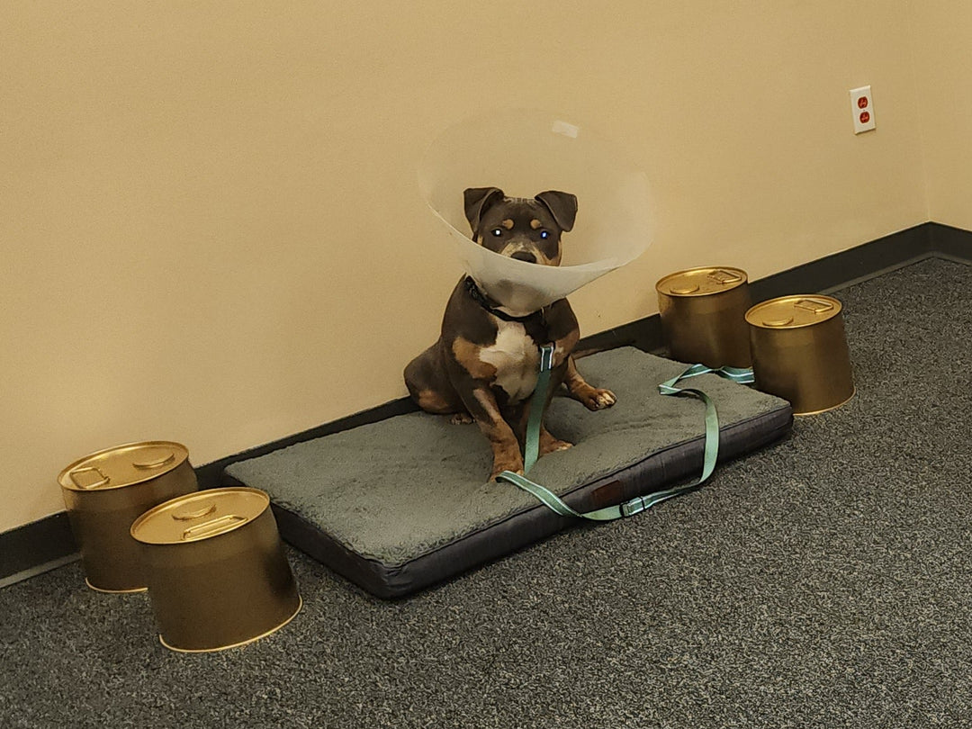 Additional Fee: Bring Your Pet (2hr, 4hr, or 6hr Cellular Recharge Sessions Only) | Milford, DE