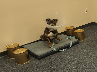 Additional Fee: Bring Your Pet (2hr, 4hr, or 6hr Cellular Recharge Sessions Only) | Milford, DE
