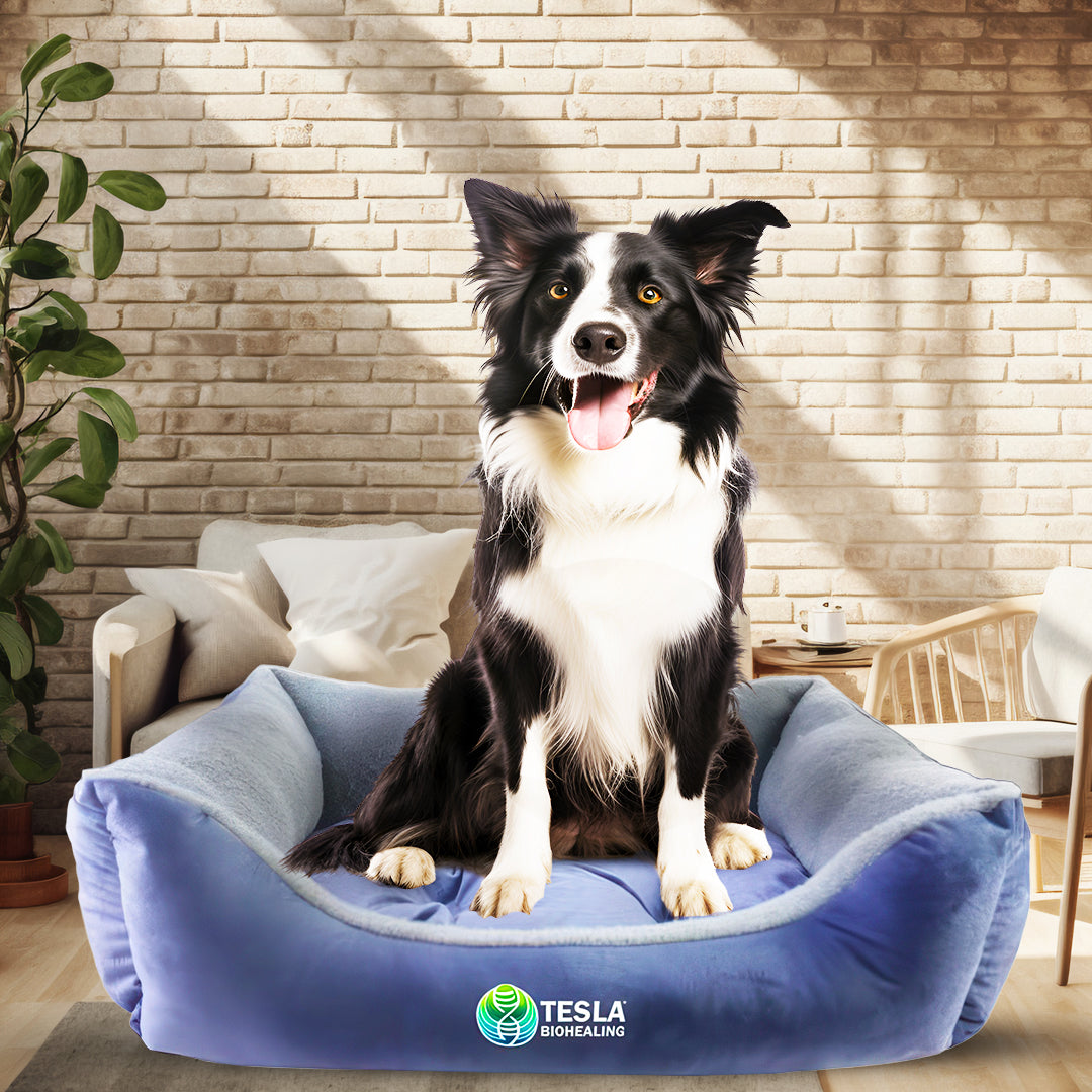 PawRenew Pet Bed