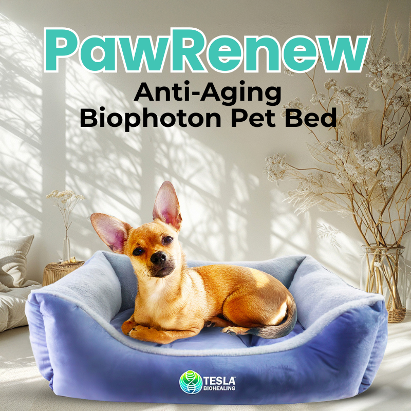 PawRenew Pet Bed