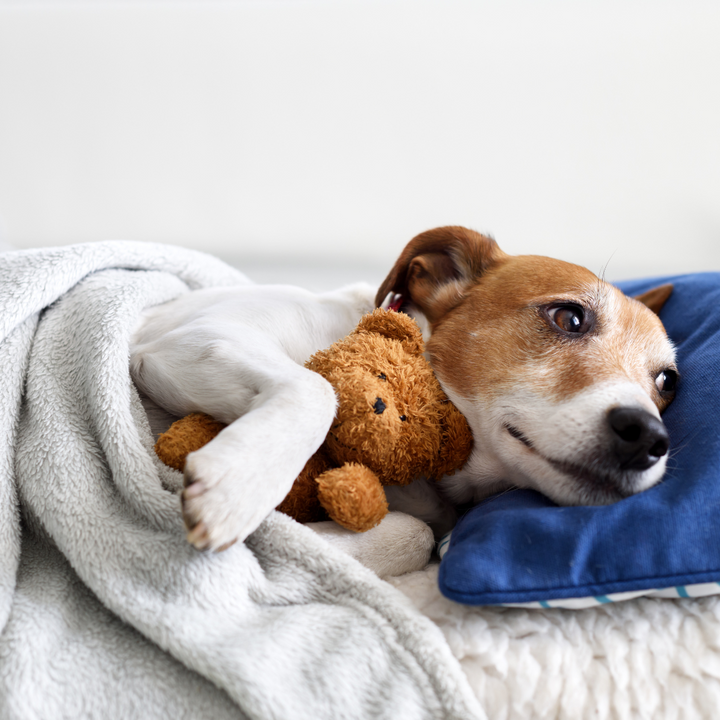 Additional Fee: Bring Your Pet (2hr, 4hr, or 6hr Cellular Recharge Sessions Only) | Milford, DE