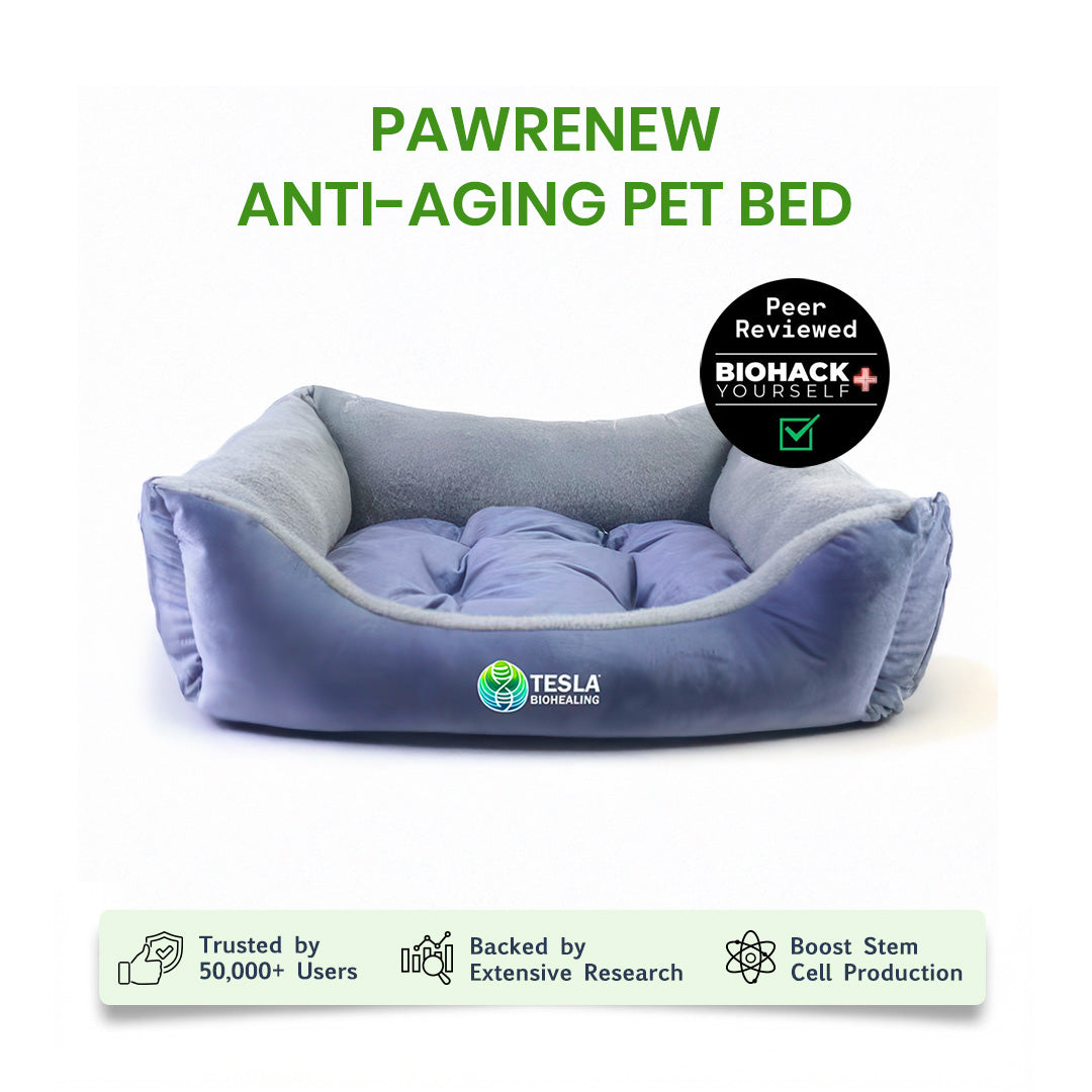 PawRenew Pet Bed