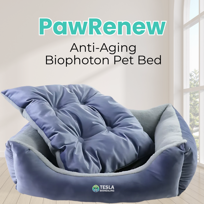 PawRenew Pet Bed